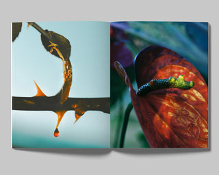 Lucile Boiron / Bouche