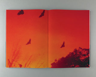 Adél Koleszár / Only Have Faith