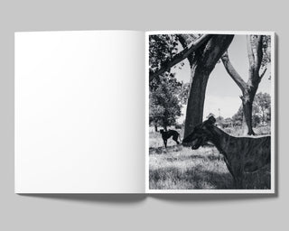Francisco Cantón / Axolotl