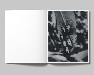 Francisco Cantón / Axolotl