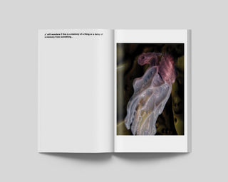 Jerry Galle / A MEMORY IS A DELAY IS A MEMORY