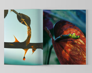 Lucile Boiron, Bouche / Special Edition