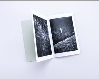 Stefan Vanthuyne / Chasing My Dog in the Woods