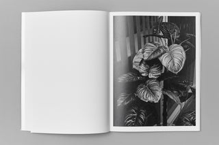 Edouard Jacquinet / Marguerites