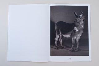 Paul Kooiker / The Rumour