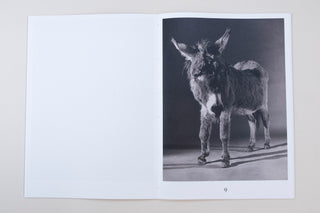 Paul Kooiker / The Rumour