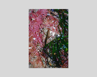 Rebekka Deubner, tempête après tempête / Special Edition