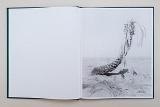 Sybren Vanoverberghe / Conference of The Birds