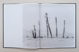 Sybren Vanoverberghe / Conference of The Birds